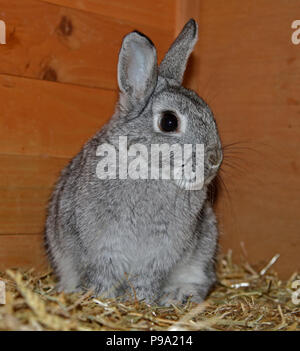 Netherland Dwarf Rabbit Doe Kit colori Chinchilla - tredici settimane Foto Stock