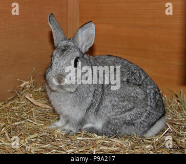 Netherland Dwarf Rabbit Doe Kit colori Chinchilla - tredici settimane Foto Stock