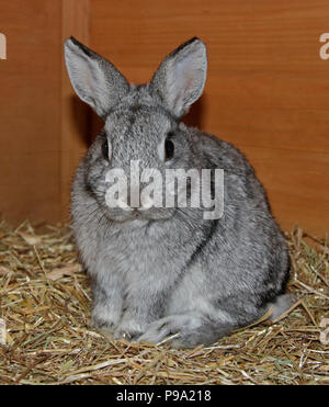 Netherland Dwarf Rabbit Doe Kit colori Chinchilla - tredici settimane Foto Stock