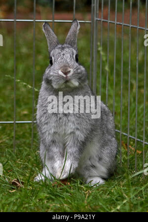 Netherland Dwarf Rabbit Doe Kit colori Chinchilla - tredici settimane Foto Stock