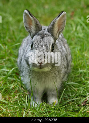 Netherland Dwarf Rabbit Doe Kit colori Chinchilla - tredici settimane Foto Stock