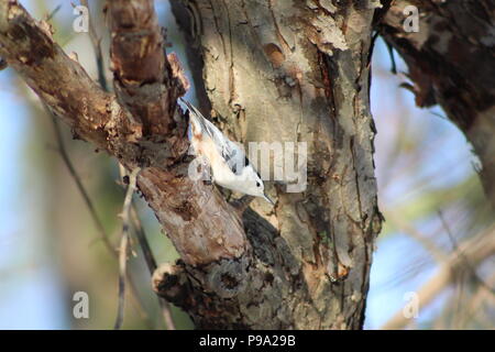 Bianco-breasted picchio muratore in inverno Foto Stock