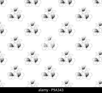 Prunus persica - Peach Flower Blossom su sfondo bianco. Illustrazione Vettoriale. Illustrazione Vettoriale