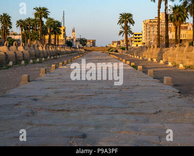 Viale di sfingi, processionale strada tra il Tempio di Karnak e Tempio di Luxor, Egitto, Africa nella luce della sera Foto Stock