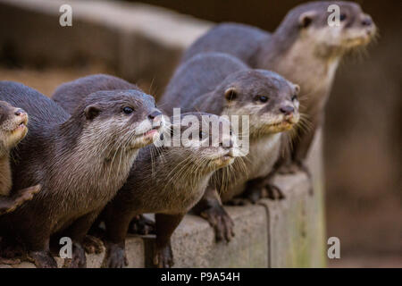 Un branco di Asian Short-Clawed lontre Foto Stock