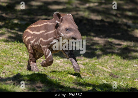 Tilly il tapiro baby da Newquay Zoo Foto Stock