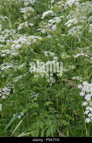 Cerfoglio ruvida, Chaerophyllim temulum, fioritura e semina in erba orlo a inizio estate, Berkshire, Giugno Foto Stock
