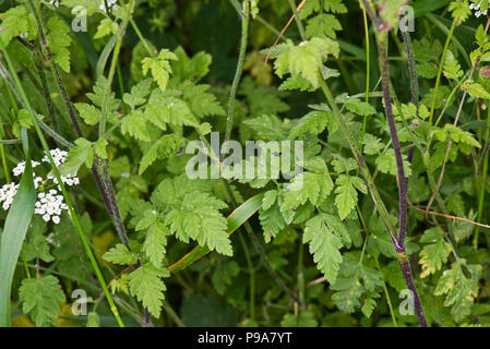Cerfoglio ruvida, Chaerophyllim temulum, foglie ruvide e pelose steli viola, Berkshire, Giugno Foto Stock