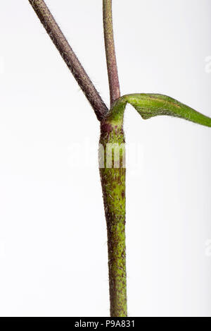 Cerfoglio ruvida, Chaerophyllim temulum, hairy ruvida viola spotted steli, Berkshire, Giugno Foto Stock