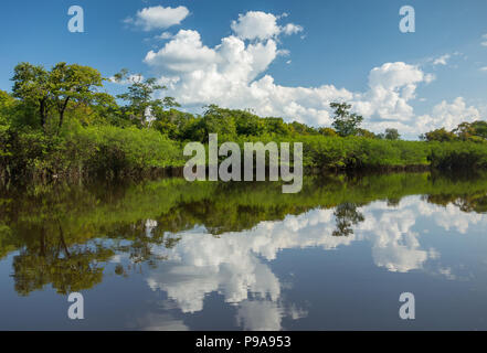 Bella riflessione della giungla amazzonica sulle acque di un tributory Foto Stock