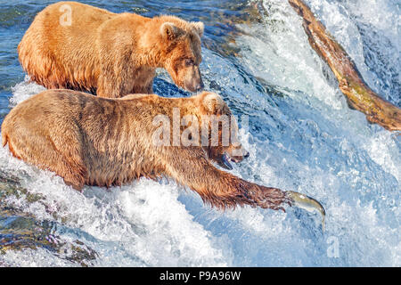 Orso bruno cercando di catturare saltando i salmoni a Brooks Falls, Katmai National Park, Alaska Foto Stock