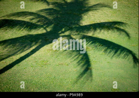 Ombre di una palma da cocco curvando su uno sfondo di colore verde brillante erba tropicale Foto Stock