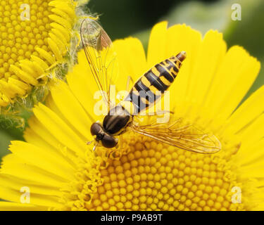Sphaerophoria sp. hoverfly alimentazione femmina sul comune (Fleabane Pulicaria dysenterica) Tipperary, Irlanda Foto Stock