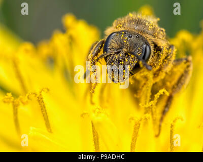 Un' ape solitaria su un fiore di tarassaco Foto Stock