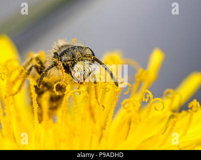 Bee godendo th pollent di un fiore di dente di leone Foto Stock