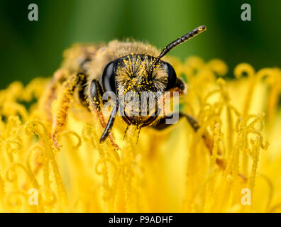 Un' ape solitaria godendo il polline di dente di leone Foto Stock