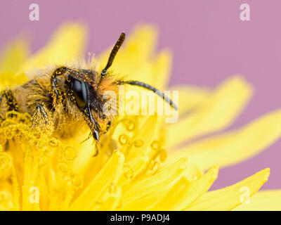 Un' ape solitaria che plaude alla fotocamera Foto Stock