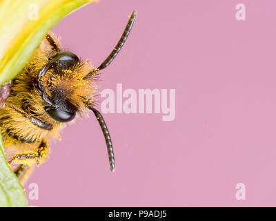 Ape solitaria Close Up con sfondo rosa Foto Stock