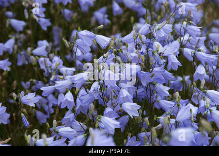 Un intrico di blu fiori selvatici, Campanula rotundifolia, sulle dune di sabbia della spiaggia di Kessingland, Suffolk Foto Stock
