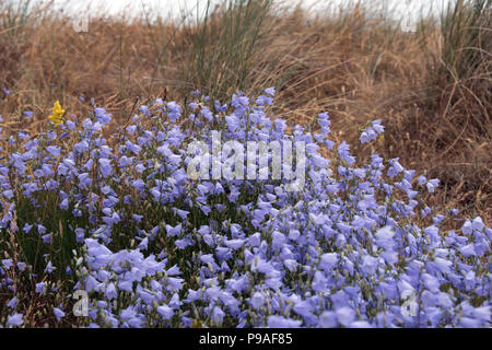 Un intrico di blu fiori selvatici, Campanula rotundifolia, sulle dune di sabbia della spiaggia di Kessingland, Suffolk Foto Stock