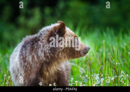 Grizzly Bear Cub (Ursus arctos horribilis) Carino Grizzly Cub alimentazione su erba e tarassaco. Kananaskis, Alberta, Canada Foto Stock
