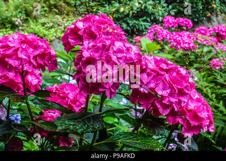 Red Bigleaf hydrangea, Hydrangea macrophylla ' ' Alpengluhen, Hortensia, bella rossa di piante perenni Foto Stock