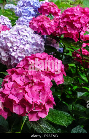 Red Bigleaf hydrangea, Hydrangea macrophylla ' ' Alpengluhen, Hortensia Foto Stock