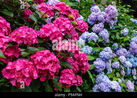 Idrangea rossa a bigleaf, idrangea rossa macrophylla Alpengluhen, Hortensia Foto Stock