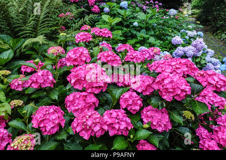 Red Bigleaf hydrangea, Hydrangea macrophylla ' ' Alpengluhen, Hortensia Foto Stock