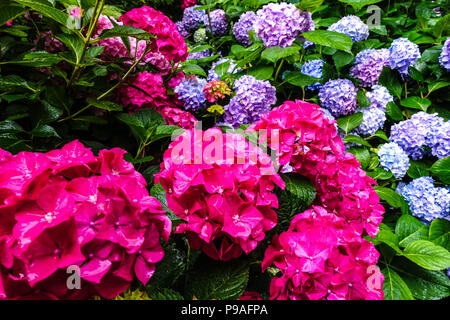 Idrangea rossa a balestra rossa Idrangea macrophylla ' Alpengluhen ', Hortensia Foto Stock