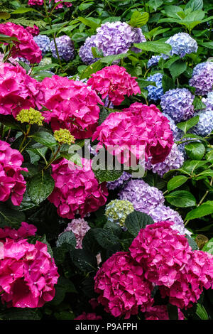 Red Bigleaf hydrangea, Hydrangea macrophylla ' ' Alpengluhen, Hortensia Foto Stock