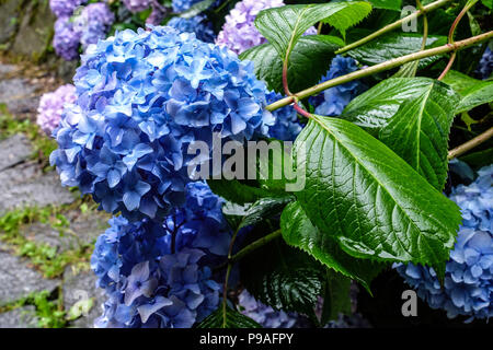 Blue Bigleaf hydrangea, Hydrangea macrophylla, Hortensia Foto Stock