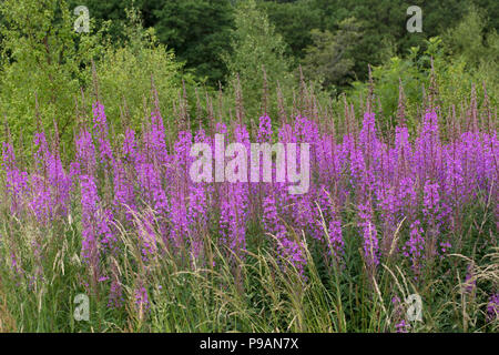 Le grandi banche di Rosebay willowherb o fireweed Chamaenerion angustifolium Scotland Regno Unito Foto Stock