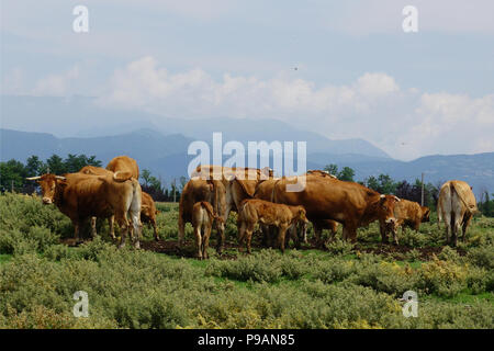 Le mucche al pascolo e in esecuzione nel fienile Foto Stock