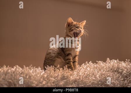 Sbadigliare gattino cercando stanco e sleepy cat Foto Stock