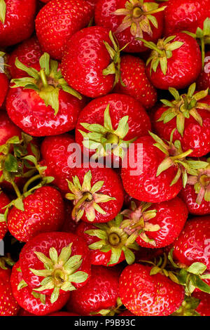 Mature fragole organico dello sfondo. Fresco e salutare macro di frutti di bosco. Fruttato rosso sfondo. Foto Stock