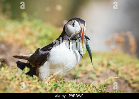 Puffin da Saltee Island, nella contea di Wexford in Irlanda. Foto Stock