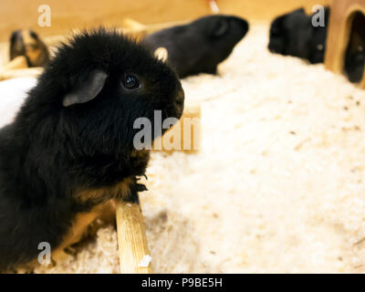 Divertente carino Cavia nera seduta su segatura di legno in un grande giocattolo di legno labirinto Foto Stock