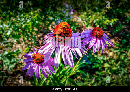 Tre purple Coneflowers Foto Stock