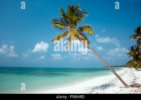 Isola Paradiso - alberi di palma che gravano su di una spiaggia di sabbia bianca con le splendide acque turchesi Foto Stock