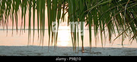 Bellissimo colpo di una palma di fronte all'alba nel sud-India. Focus è sul palm e i colori sono molto caldi e morbidi. Sun sta riflettendo su Foto Stock