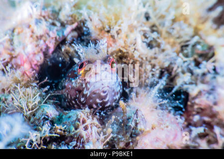 Moss fringehead, Neoclinus bryope (Jordan & Snyder, 1902), guardando dal foro del suo nido. -5m. close-up Foto Stock