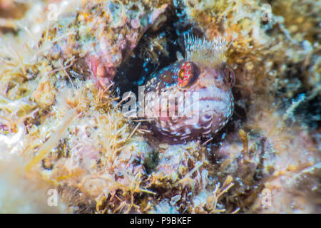 Moss fringehead, Neoclinus bryope (Jordan & Snyder, 1902), guardando dal foro del suo nido. -5m. close-up Foto Stock