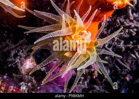 Orange cup coral (Tubastraea coccinea) , -15. Owase, Mie, Giappone Foto Stock
