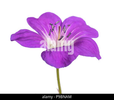 Legno (cranesbill Geranium sylvaticum) isolato su bianco Foto Stock