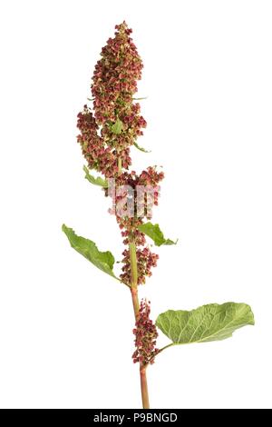 Rumex (rumex alpinus) isolato su sfondo bianco Foto Stock