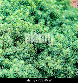 Un nano lo stampaggio Picea, un abete bianco, crescendo in Kansas, Stati Uniti d'America. Foto Stock