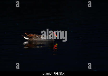 (Moorhen Gallinula chloropus) nuoto nella notte Foto Stock
