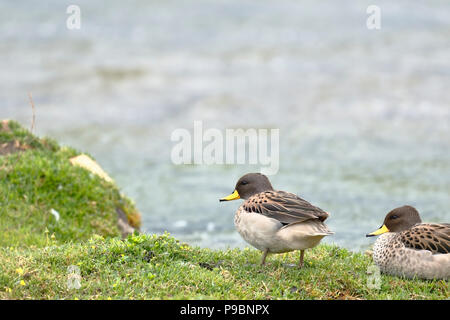 Coppia di anatre (anas flavirostris) appoggiato con cautela tra l'erba Foto Stock