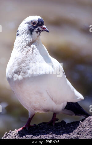 Il piccione bianco con modelli neri sulla terra in posa e sfondo sfocato sulla giornata di sole. Uccelli selvatici nel concetto. Close up, il fuoco selettivo Foto Stock